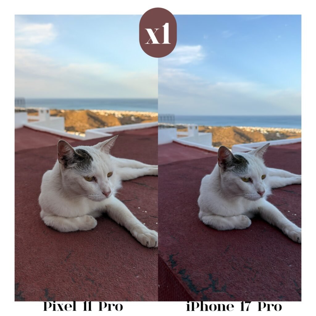 Fotografía de un gato tomada con Pixel 11 Pro e iPhone 17 Pro a 1x